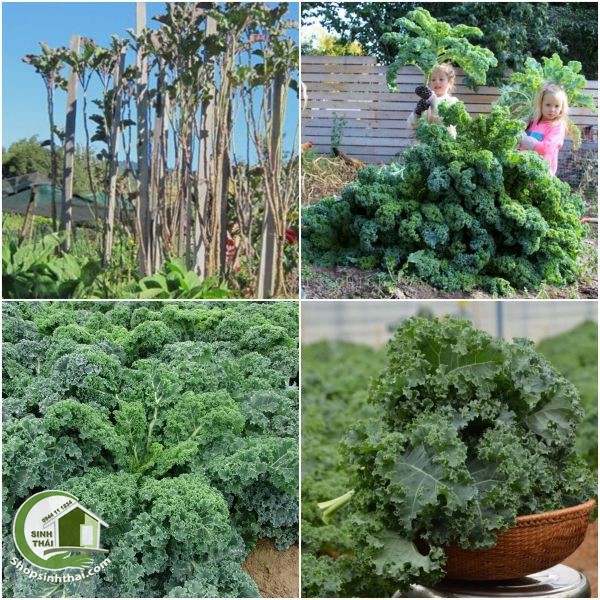 [HCM]Hạt giống cải xoăn Kale