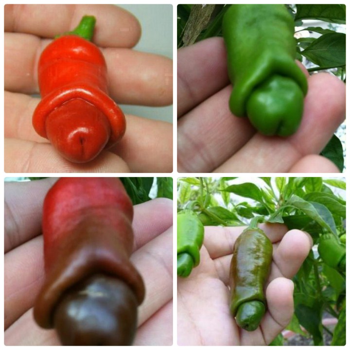 20 hạt giống quả ớt cu tý