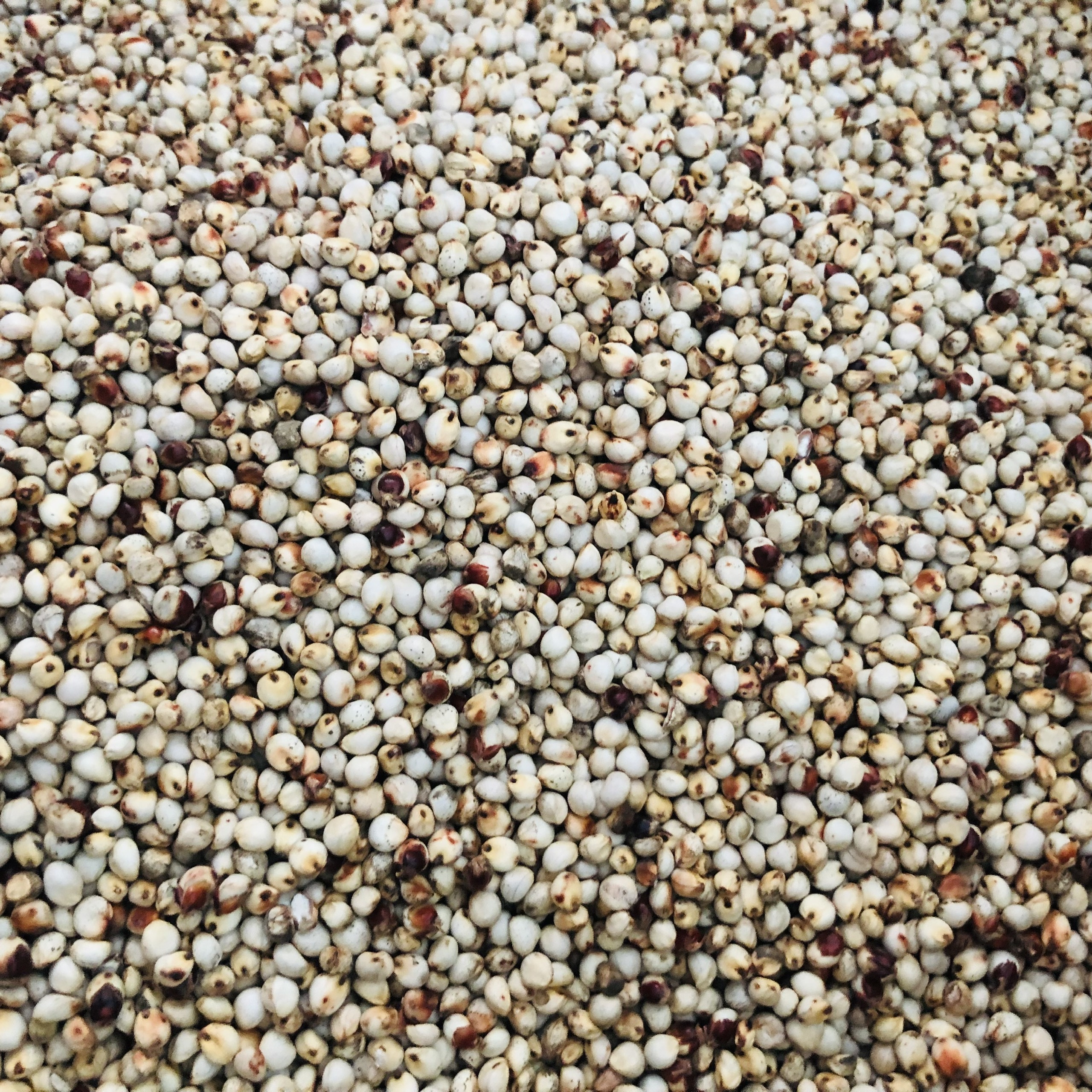 1Kg hạt Bobo trắng , Ý Dĩ ( thức ăn yêu thích của gà đá, chim cảnh )