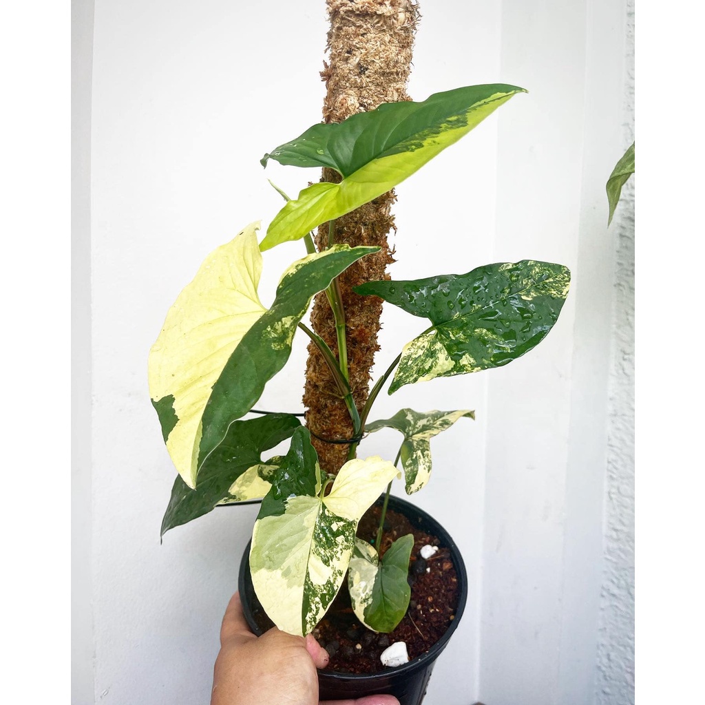 Cây trầu bà đột biến vàng - Syngonium aurea