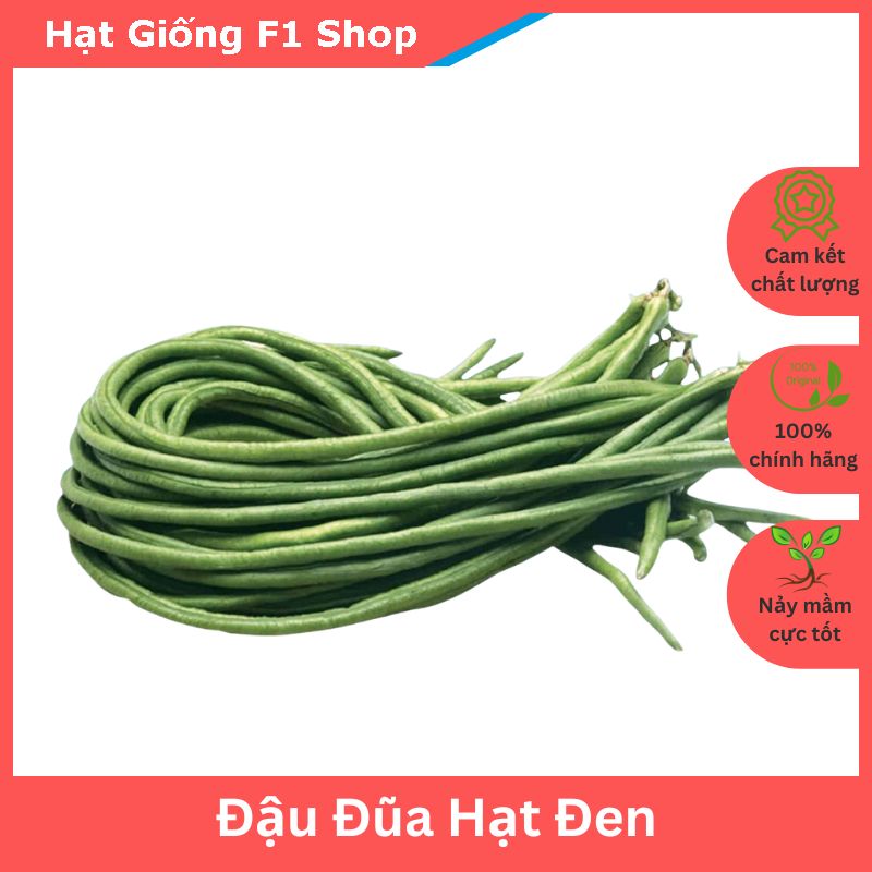 Hạt Giống Đậu Đũa Hạt Đen Trái Dài