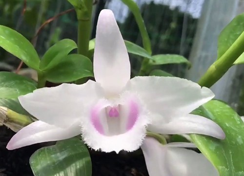 CỐC Lan phi điệp đột biến 5 CÁNH HỒNG YÊN THỦY - Hoa siêu đẹp giá rẻ - Hàng gieo hạt - Cây y hình