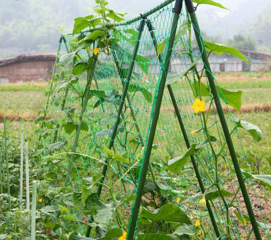 Lưới Thái làm giàn cây leo 1 x 2 mét  dây to