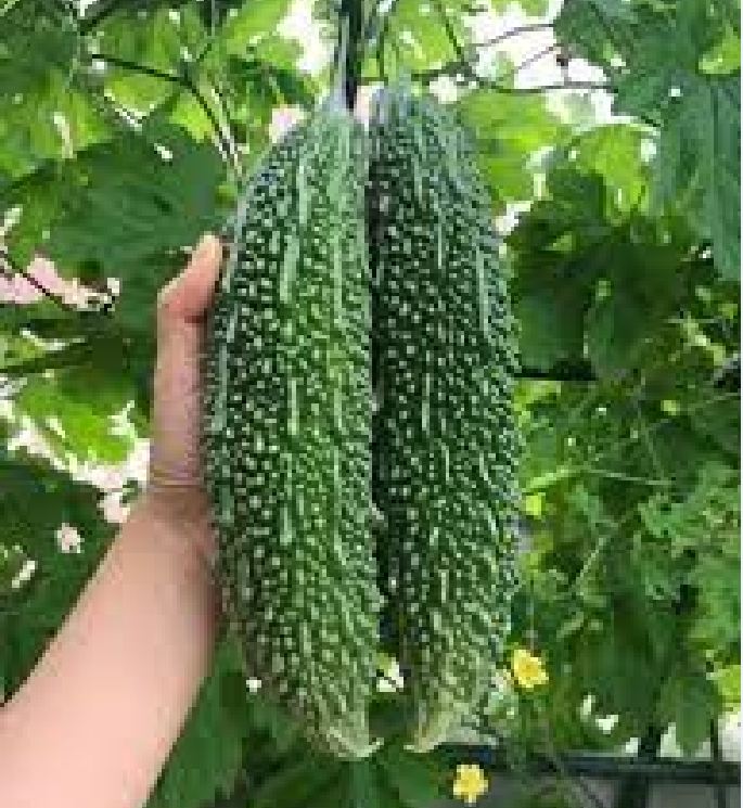 Bộ 2 gói hạt giống khổ qua gai xanh- tặng 1 gói phân bón