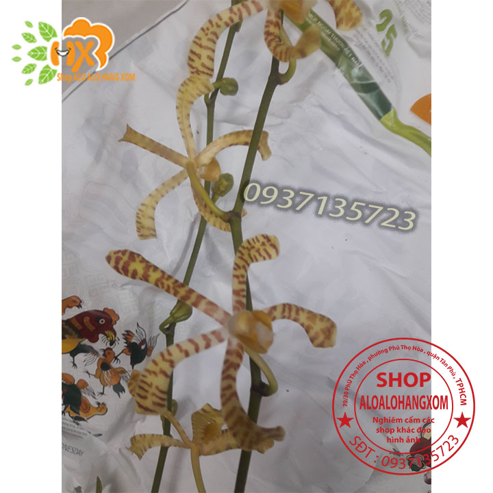 [HCM]COMBO 10 CÂY LAN BÒ CẠP RẰN CON