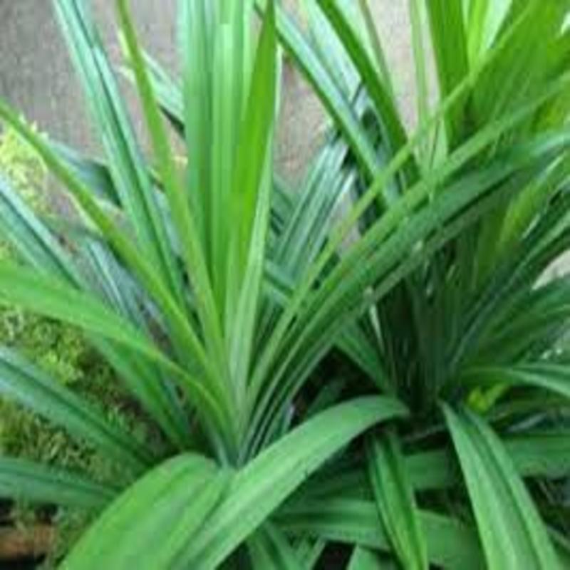 Cây lá Nếp thơm giống - cây giống nhỏ