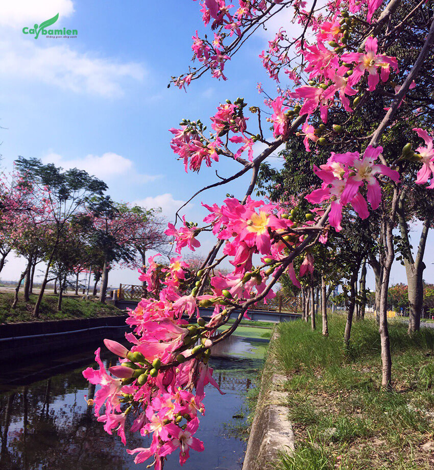 CÂY GIỐNG HOA MỸ NHÂN