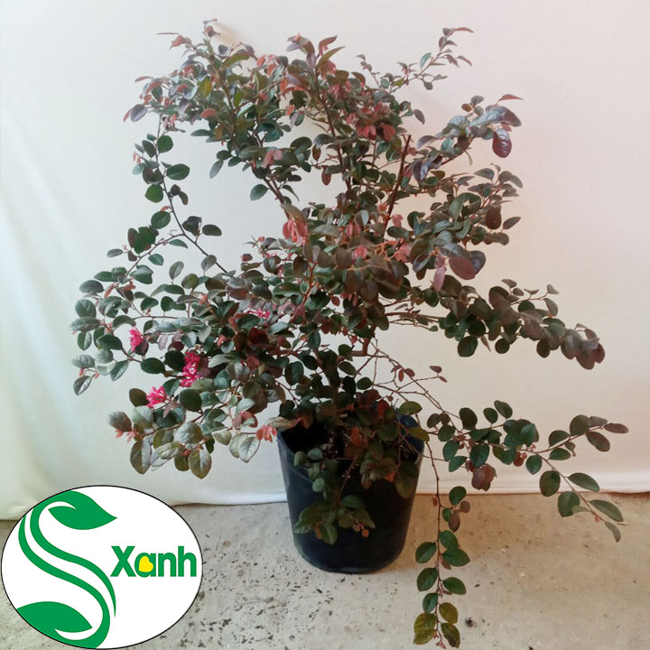 Cây Hồng Phụng Lá Tím - Hoa Đỏ, Cây cao 50cm