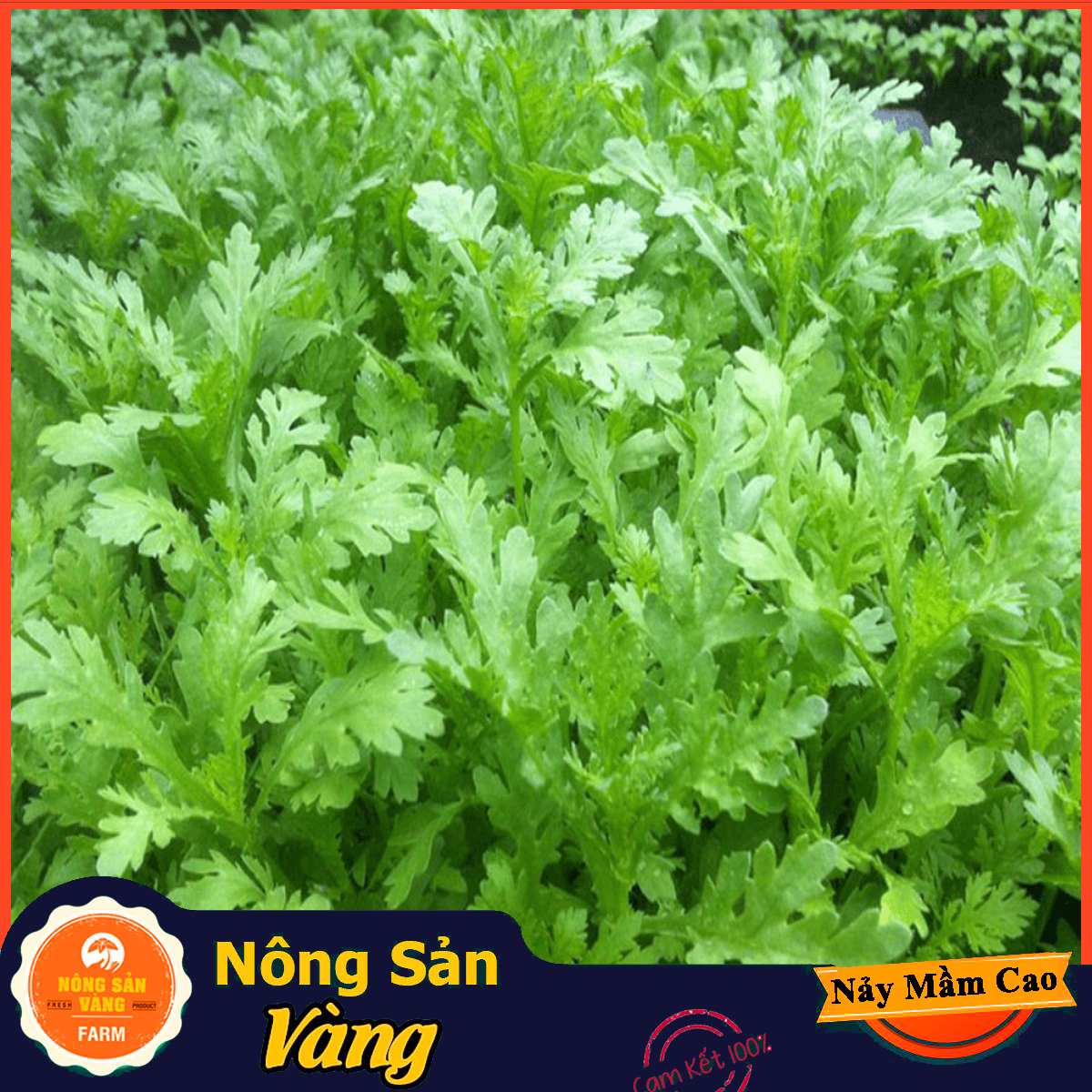 Praline seed (cell), High germination rate, growth and healthy, high yield (20 gram package)-Agricultural Product