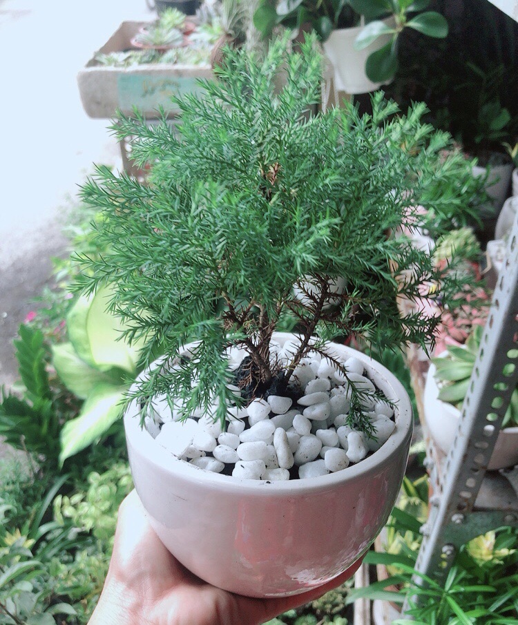 Chậu Cây Tùng Bồng Lai