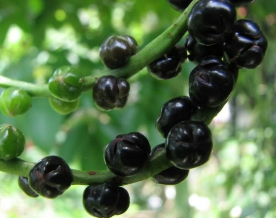 HẠT GIỐNG RAU MỒNG TƠI (20 GRAM)
