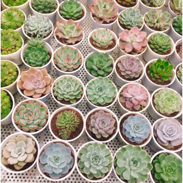 Sen đá size trung 6-8cm ngẫu nhiên