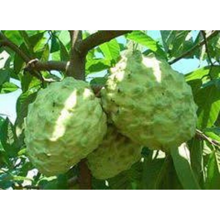 CÂY GIỐNG NA ĐÀI LOAN (NA DỨA)(CÂY GIỐNG NGỌC HIẾU)