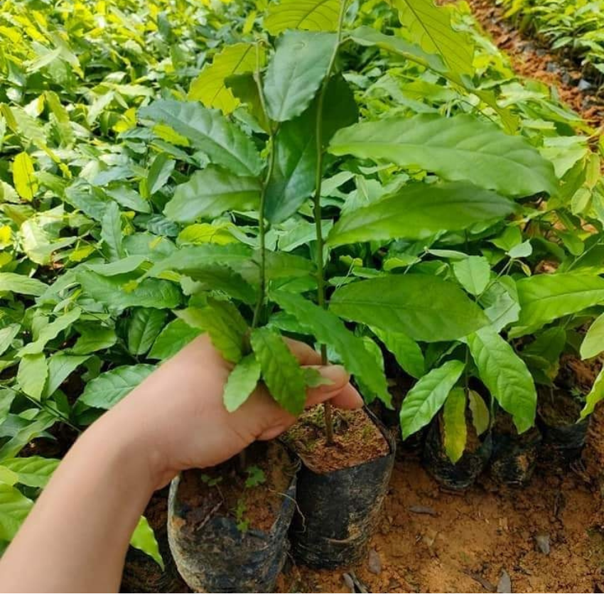 cây giống hoa dẻ thơm nức khắp xóm