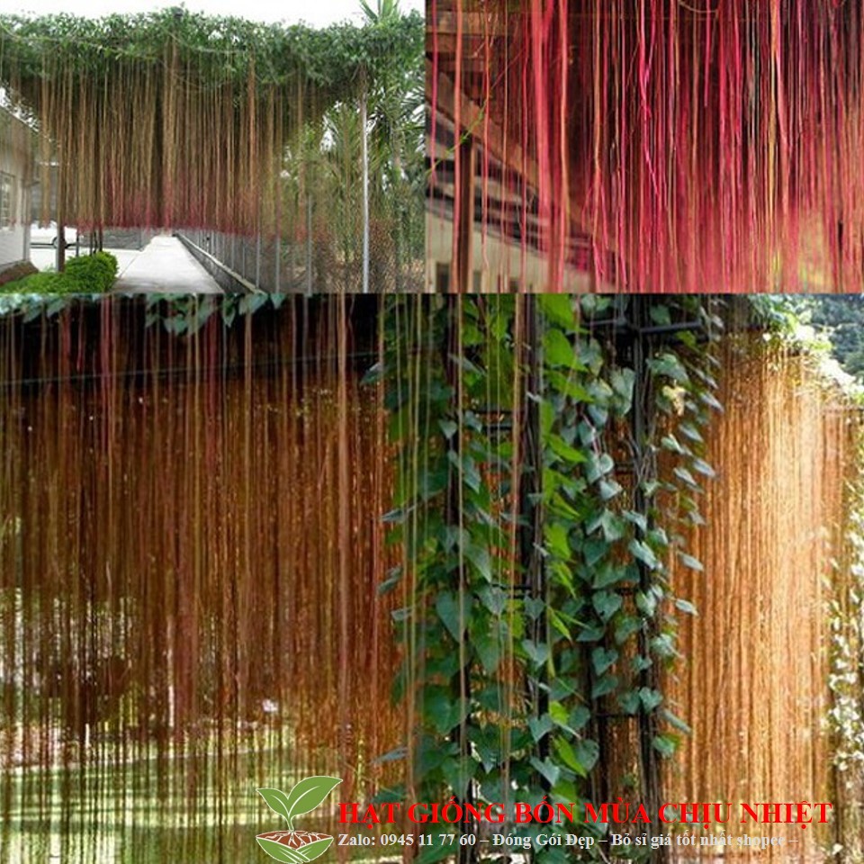 Hg198 Hạt Giống Cây Dây Leo - Dây Liêm Hồ Đằng, Dây Tơ Hồng Thái 10 Hạt