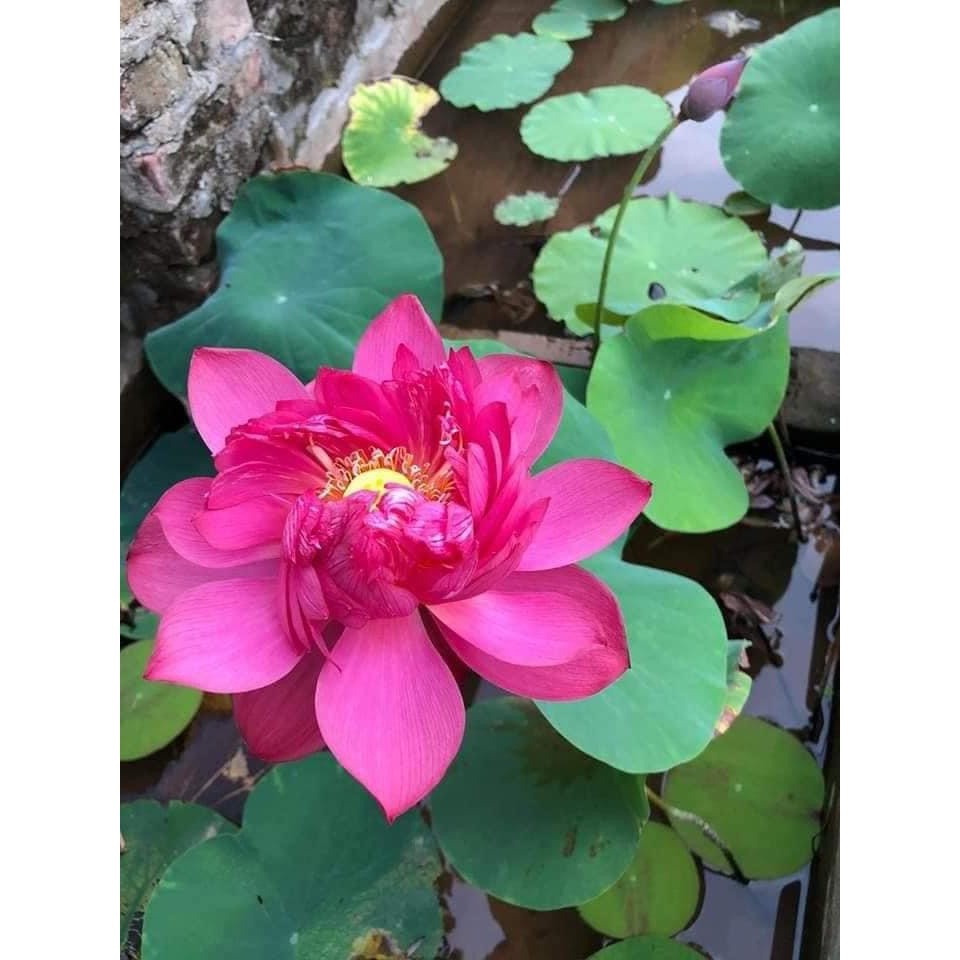 Củ sen đỏ huyết - Ra hoa sau 4 tháng - [THẾ GIỚI HOA CÂY CẢNH] -