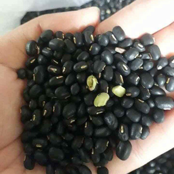 Hạt giống đậu đen xanh lòng - Gói 100gr