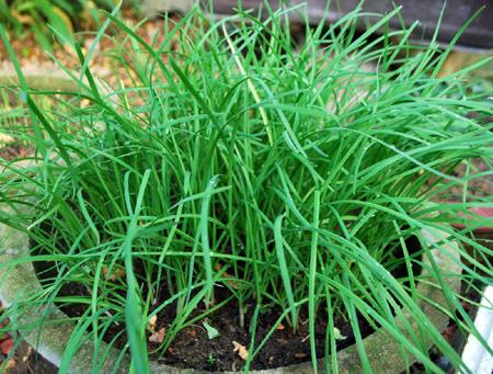 Hạt giống hẹ lá Duyên Hải gói 2gr