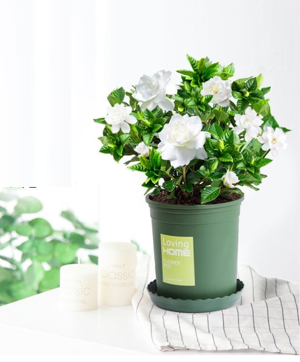 Hạt giống hoa nhài trắng ( hoa lài ) - Gói 10 hạt