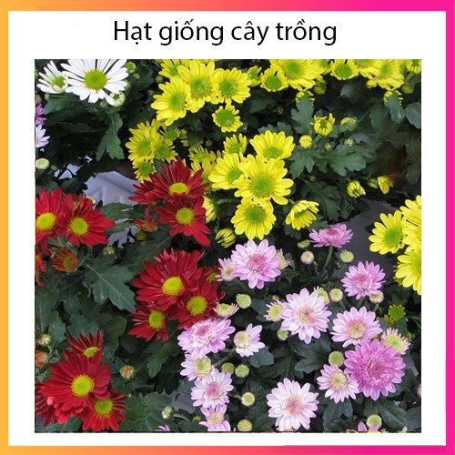 [Gói 5g] Hạt giống hoa cúc Đà Lạt Nhiều Màu