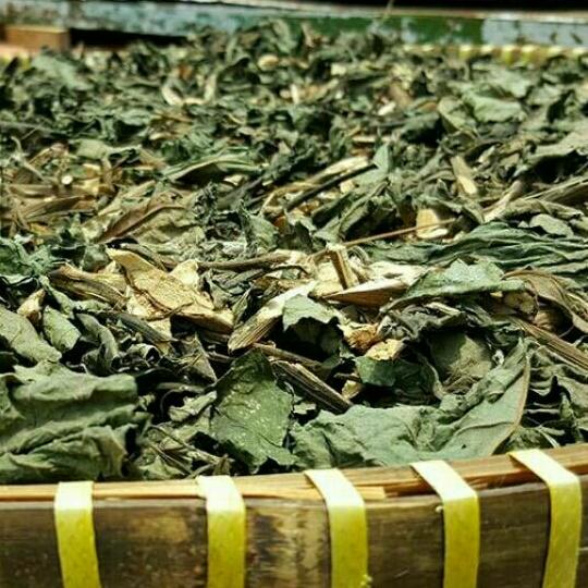 100g lá mật gấu