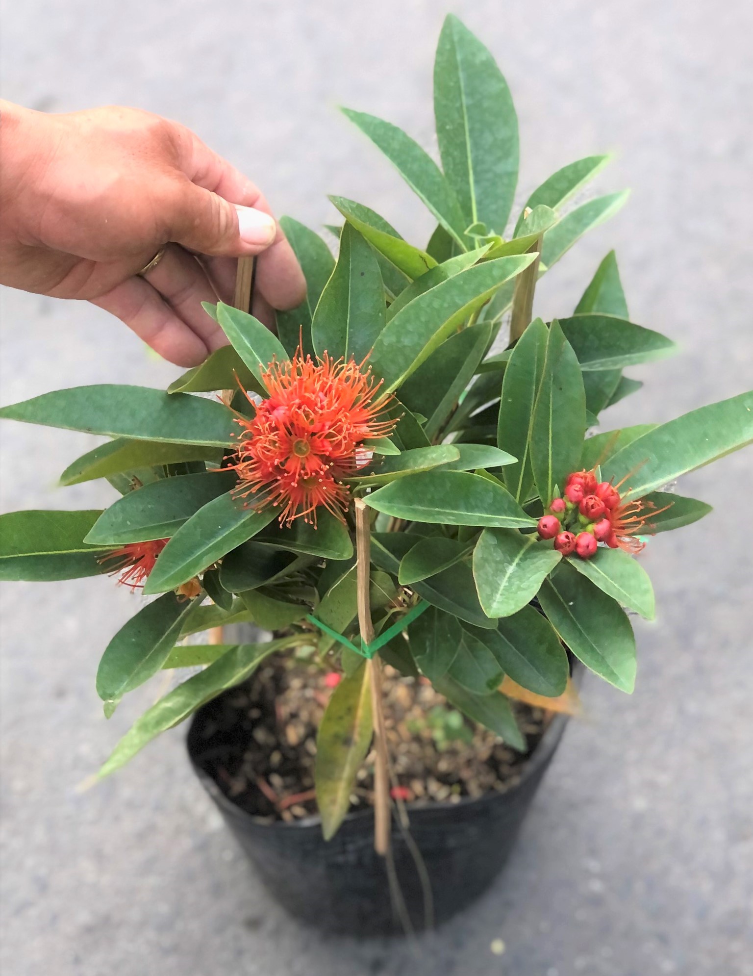 Chậu cây Mai Thái hoa màu đỏ