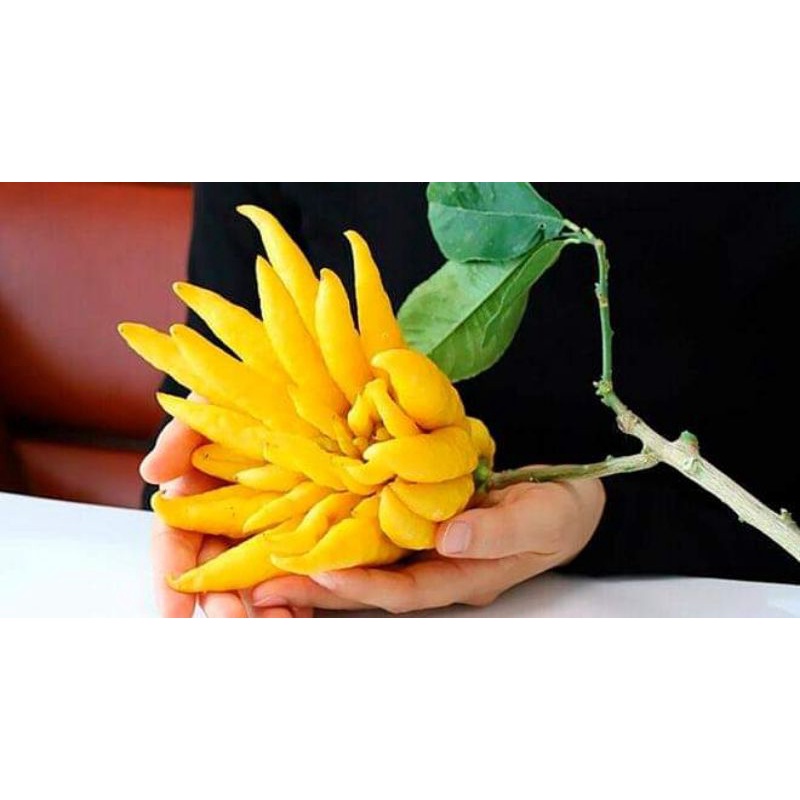 Cây giống phật thủ siêu trái (siêu sớm)