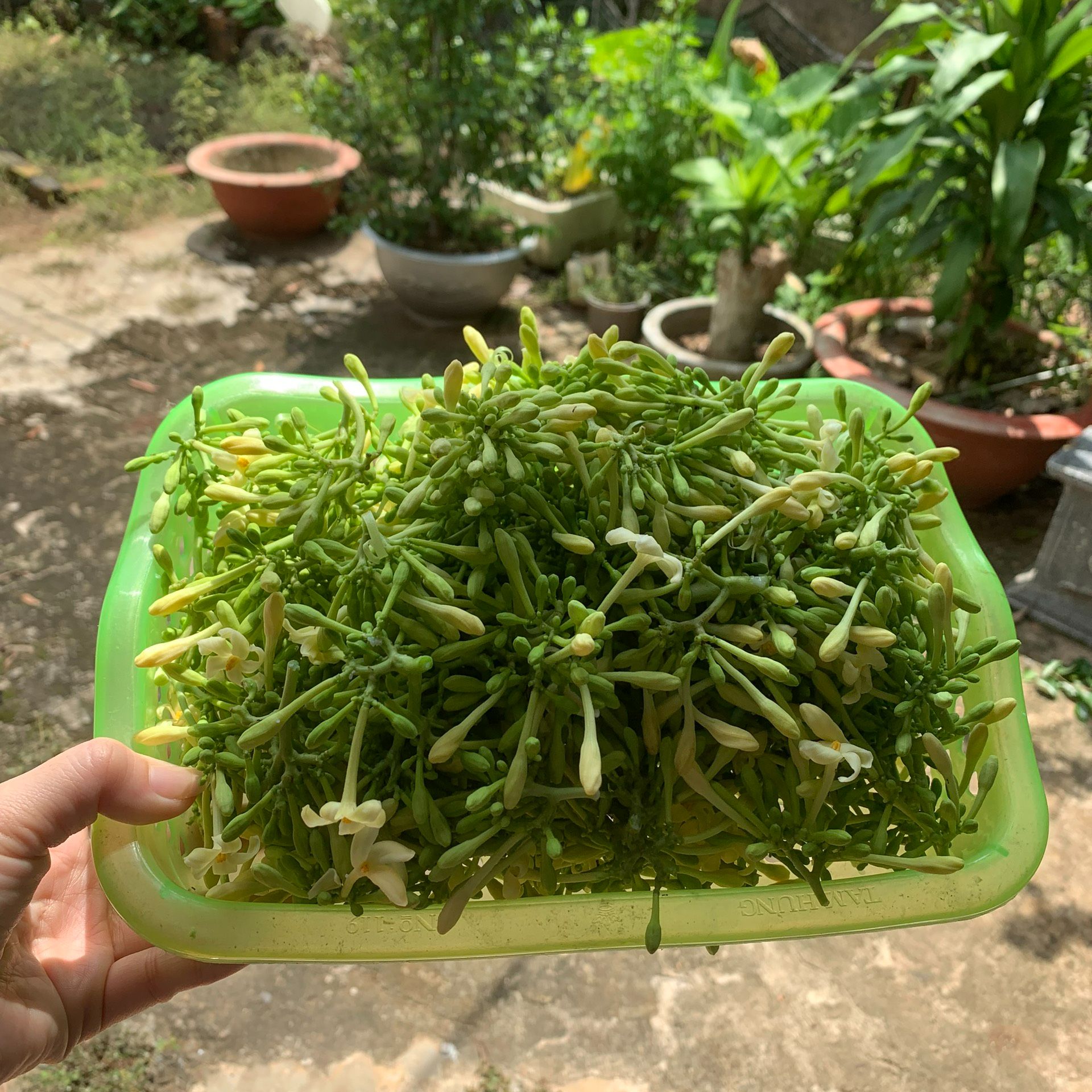 Hoa đu đủ đực ngâm mật ong 500ml