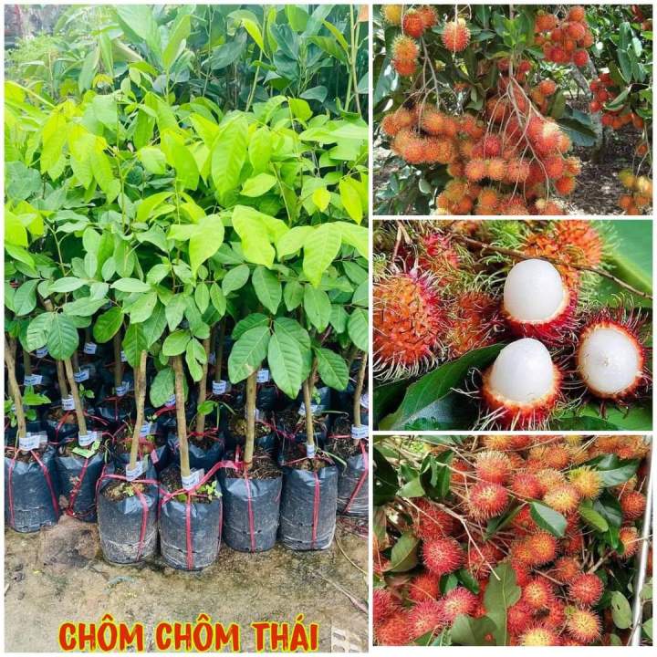 Chôm Chôm Thái lan siêu quả _ cây giống