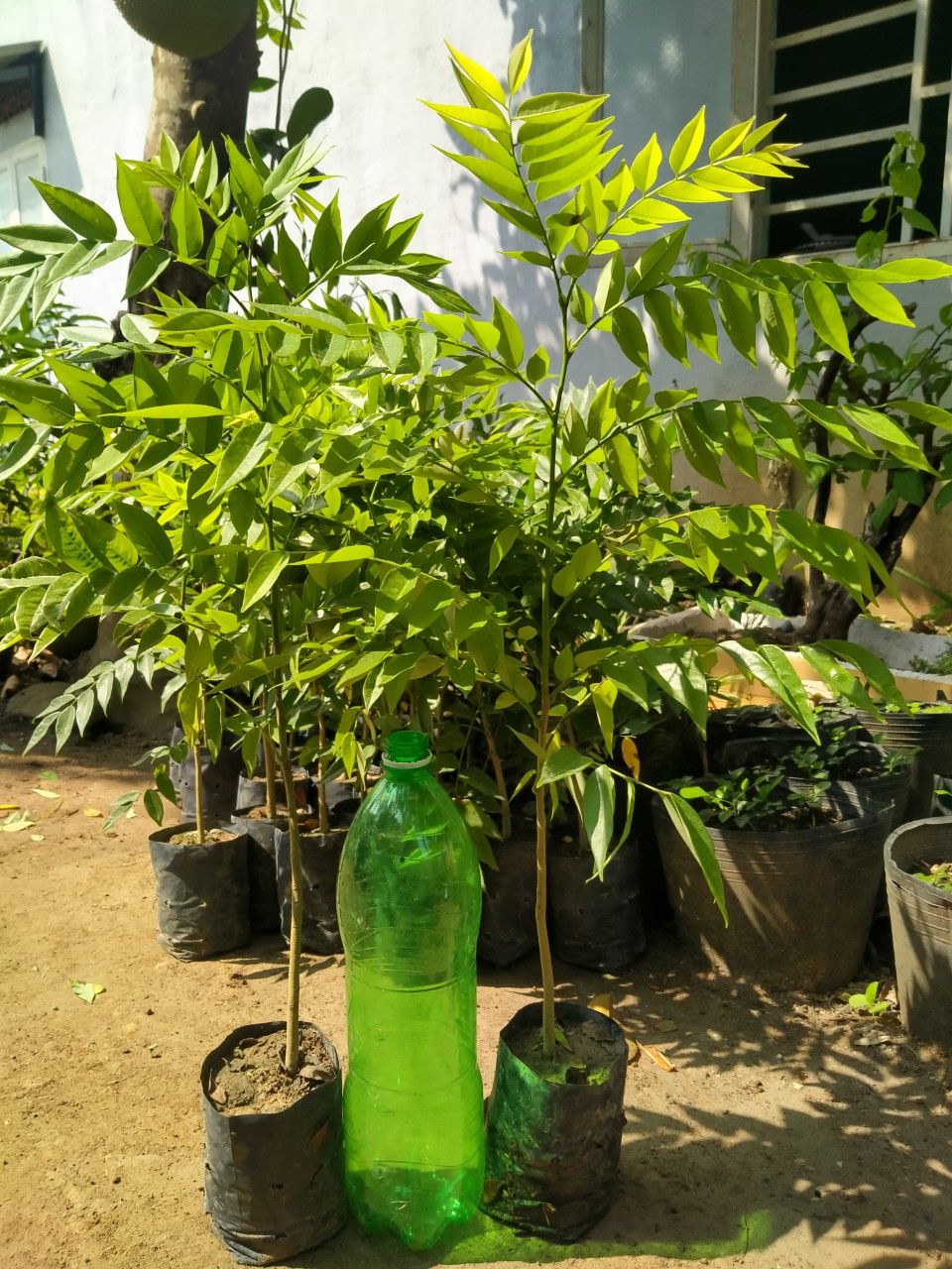 COMBO 10 CÂY XƯA ĐỎ CAO 50CM