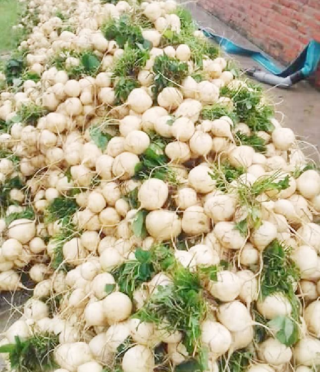Túi 20 Hạt Giống Củ Đậu ( củ sắn )