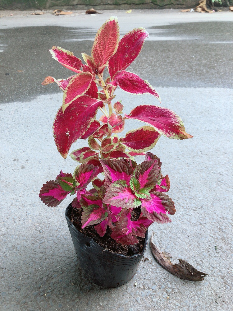 Cây Lá Gấm