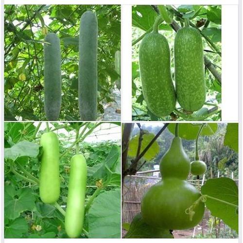 Combo 4 gói hạt giống bầu bí các loại ( Tặng gói kích thích hạt nảy mầm )