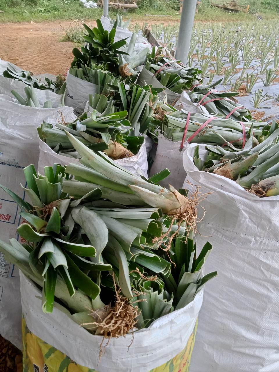 Giống Dứa, Khóm, Thơm Mật MD2