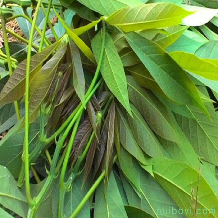 CÂY RAU SẮN NẾP GIỐNG-MÓN NGON RAU SẮN, VỪA ĂN RAU VỪA ĂN CỦ