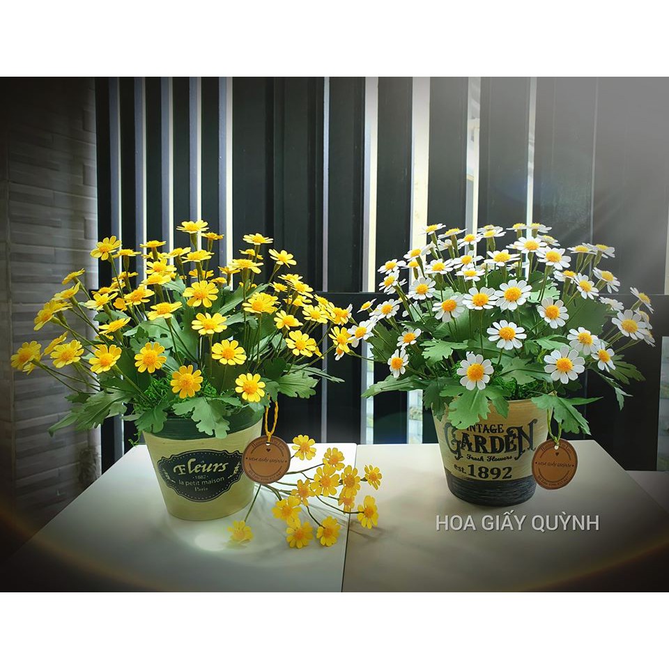 Hoa giấy cúc Tana (có nhiều lựa chọn)