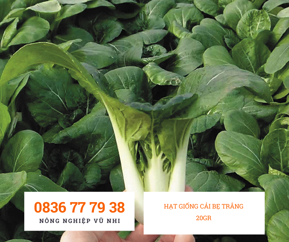 HẠT GIỐNG CẢI BẸ TRẮNG  20gr - hatgiong24h