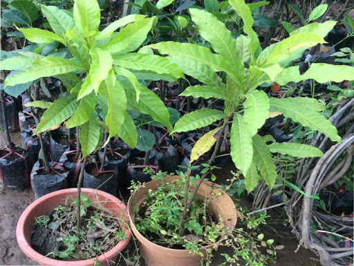 CÂY GIỐNG VÚ SỮA HOÀNG KIM