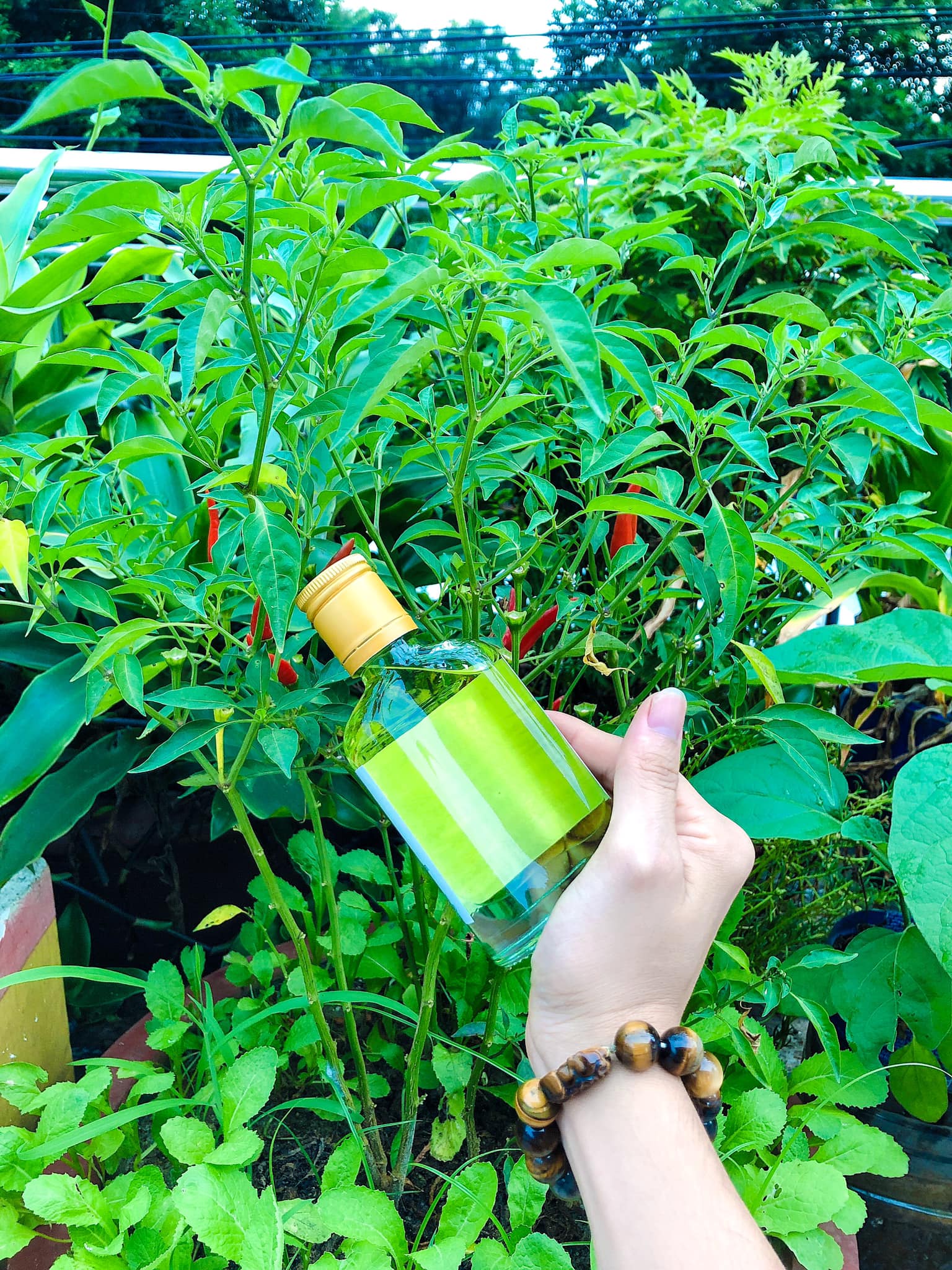 Tinh dầu tràm Huế nguyên chất 100 ml