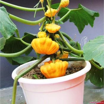 [HCM]Hat Giống Bí Ngô Mini - KLT 10hạt