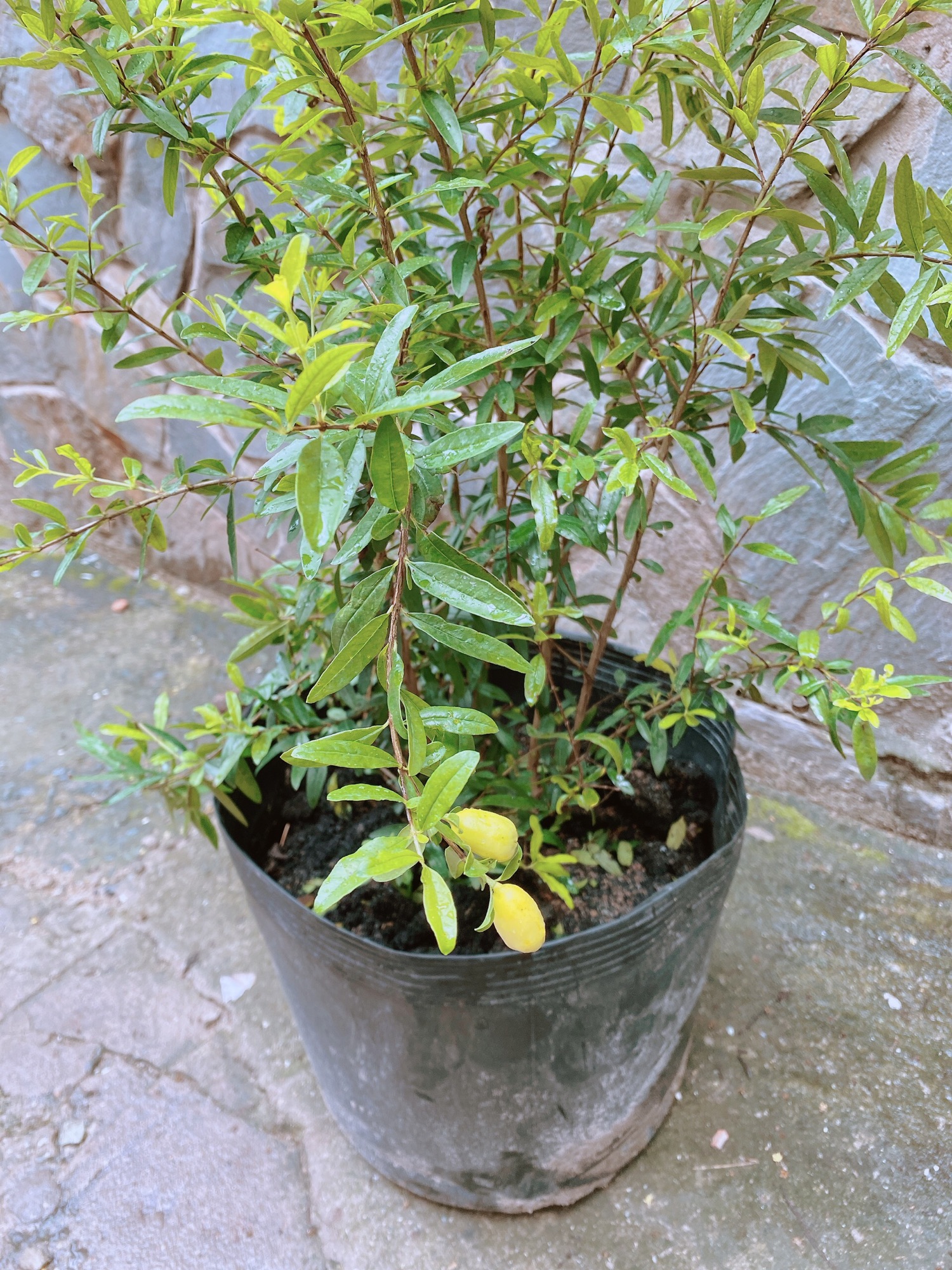 Cây Lựu Thái Trắng Cho Trái To