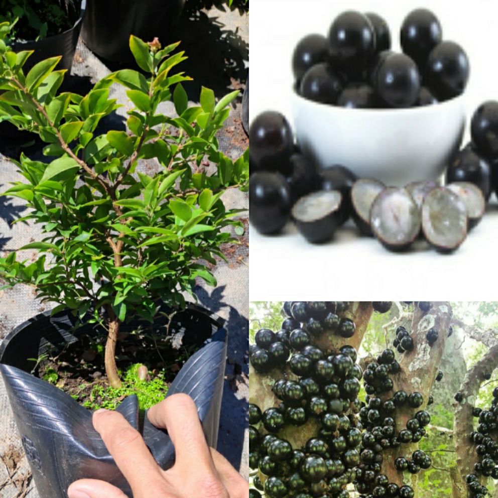 Nho Thân Gỗ - Cây Giống Như Hình