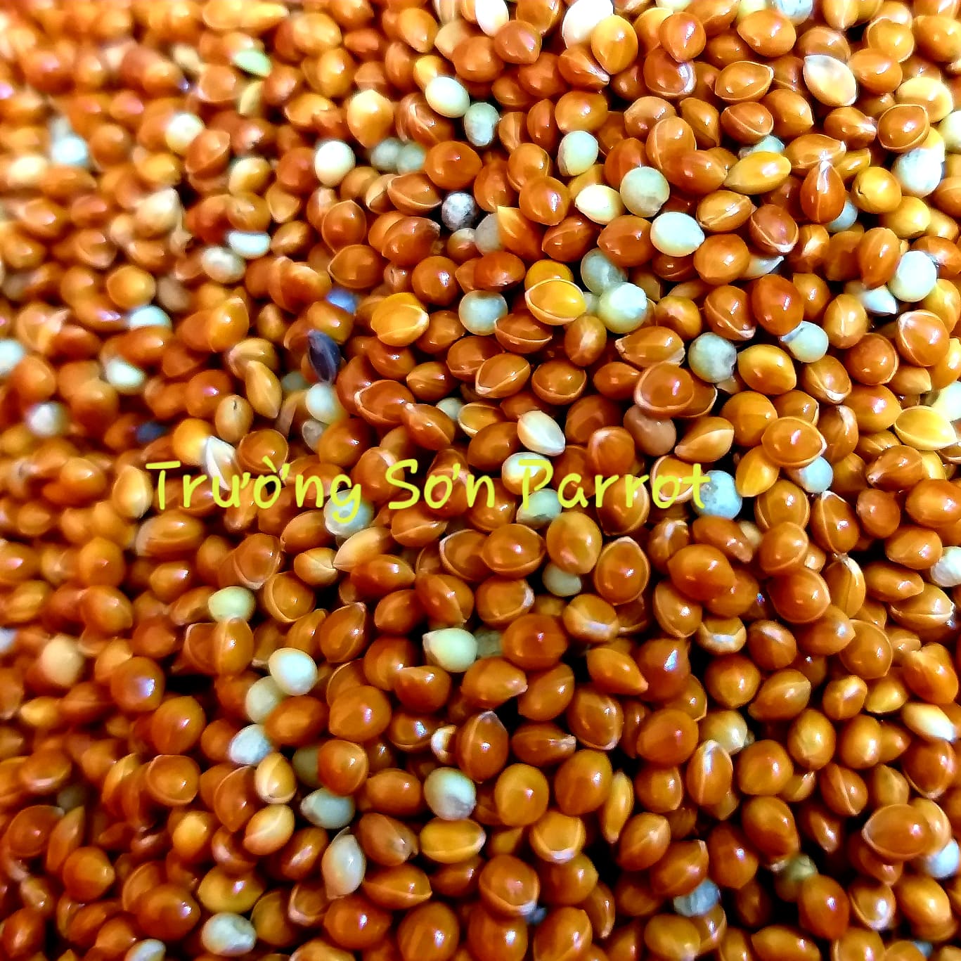 KÊ ĐỎ, KÊ VÀNG gói 500g
