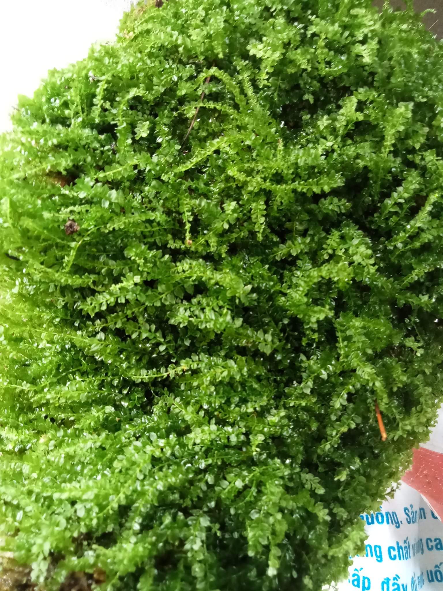 Rêu xạ hương terrarium, bán cạn