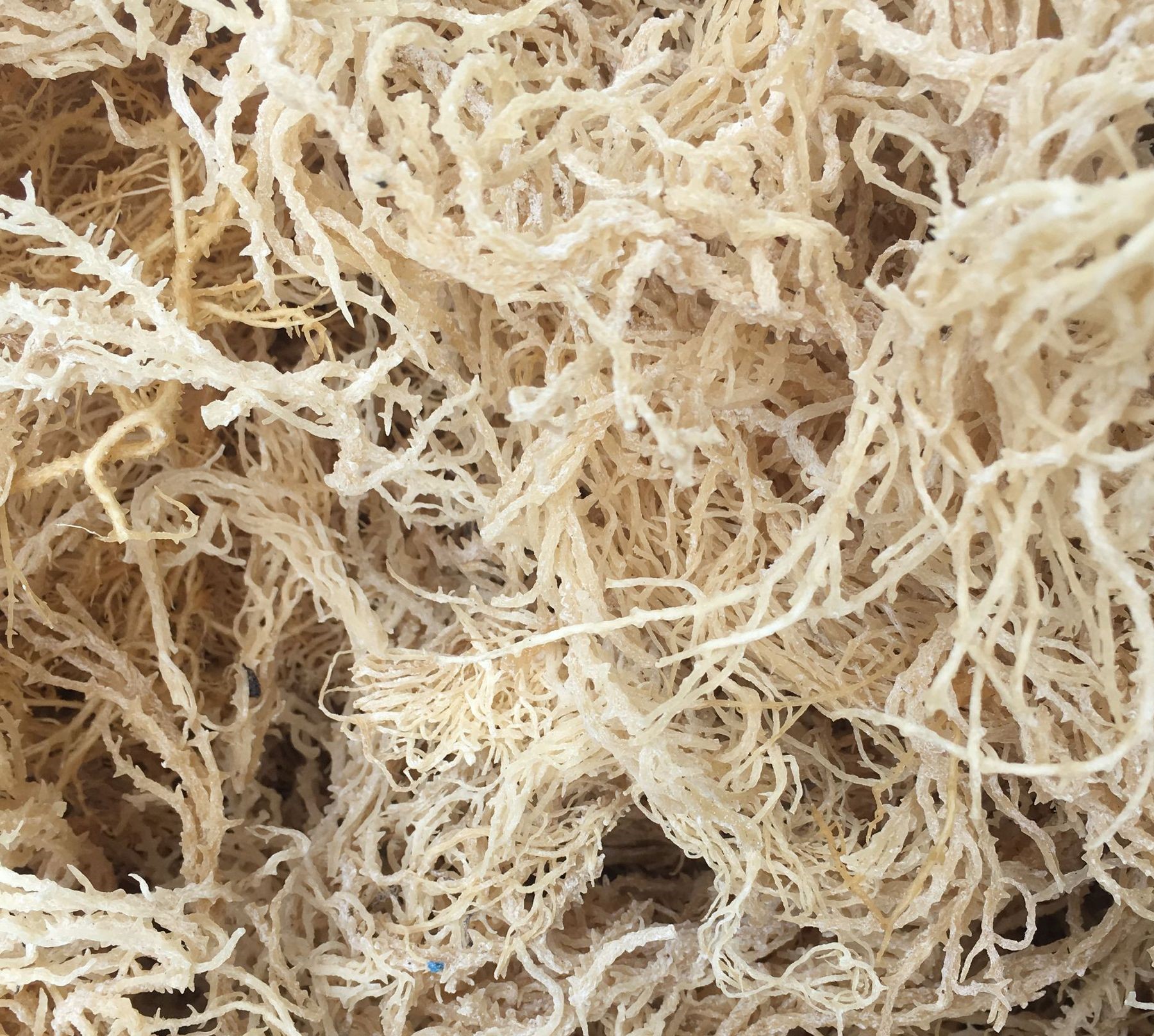 Rong Sụn Gai Khô 500 Gram