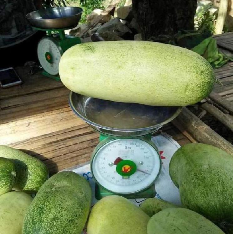 Thai Cat Cucumber Seeds - 20 Seeds - Sprout Evenly