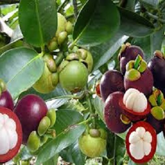 Cây giống măng cụt- Trái cây đặc sản- Hoa kiểng Nguyễn Lộc