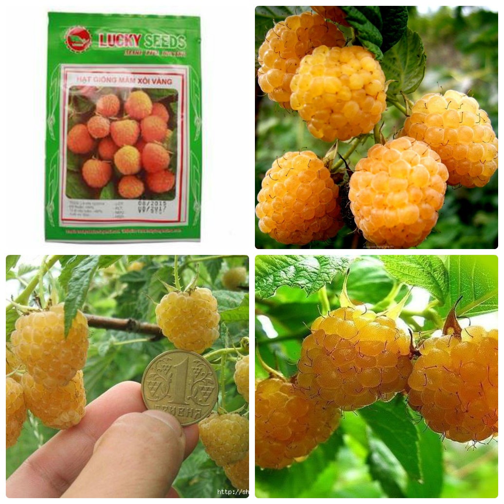 Túi 30 Hạt giống mâm xôi vàng