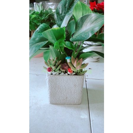 Chậu Trầu Bà Đế Vương Tiểu Cảnh