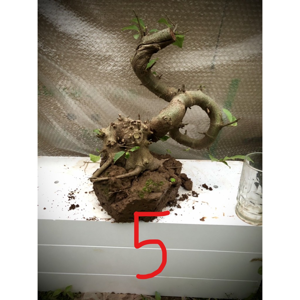 Cây sung bonsai phôi (ảnh thật) đánh số 1-20.